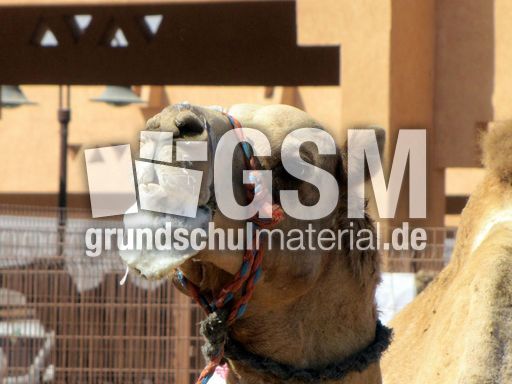 114 Kamel mit Schaum.JPG